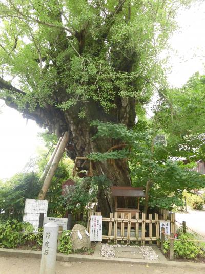 奈良・京都（二日目）