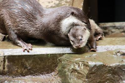 海外旅行前日に智光山公園こども動物園の動物たちとふれあう