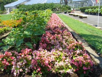 大船フラワーセンターで夏の花を観賞しました