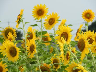 野田市関宿の　ひまわりの里。