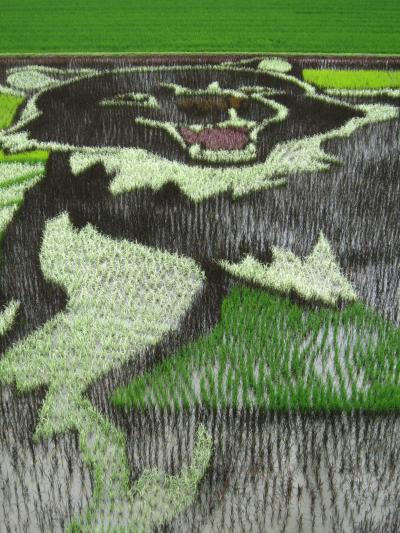 旭川たんぼアート＆当麻町ヘルシーシャトー♪