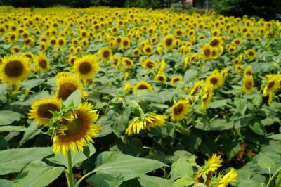 かながわ　梅雨明けが早いと開花も早い　座間ひまわり祭り　2018夏