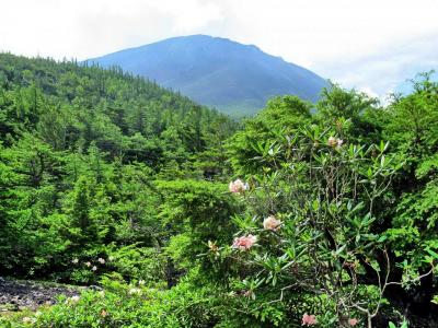 富士山五合目のシャクナゲと御中道めぐり