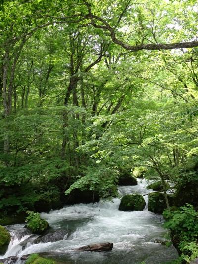 夏の八甲田・奥入瀬旅行。感動的な自然、美味しい食事を満喫　２日目　とても美しい緑に包まれた奥入瀬渓流と酸ヶ湯温泉の千人風呂（2018年７月）