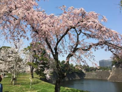 春の皇居乾通り一般公開で皇居の桜を満喫。