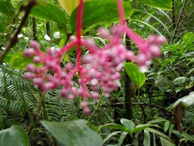 コタキナバルの植物