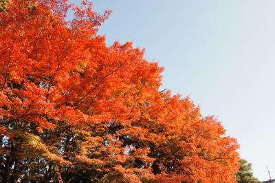 秋の京都