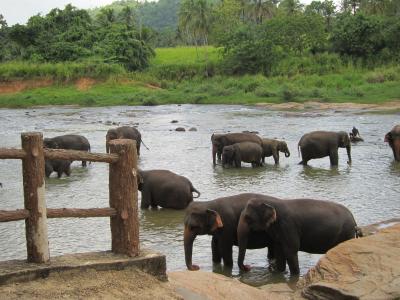 スリランカ7日間の旅・6・ピンナワラのゾウの孤児院からコロンボへ
