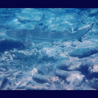 ランテンガ島でシュノーケリングでベビーシャークを見つけ、ダイビングでウミガメ(2）