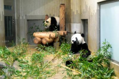 初パンダ。シャンシャンに会ってきました。上野動物園
