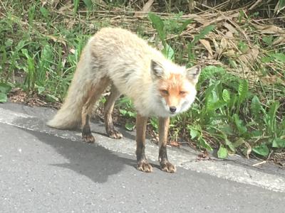 暑い夏は北海道にキャンパーがいいですよね～～