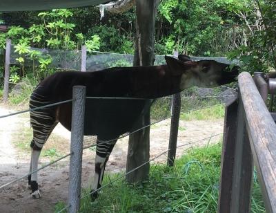 よこはま動物園ズーラシアに行ってきた