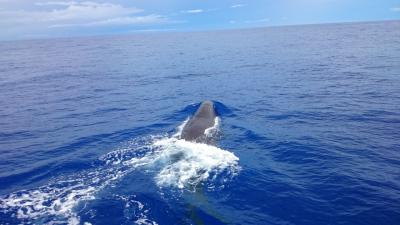 小笠原 2016 ~子連れ 新しいおがまる24時間の船旅~