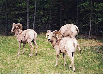 A wonderful travel to Canadian Rockies