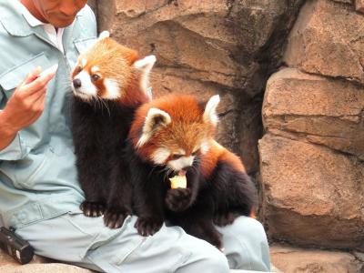 真夏のレッサーパンダ紀行【３】 神戸市立王子動物園　ジャズメロ兄妹！！ ２０１8年レッサー界きってのフォトジェニックちゃんは彼らで決まり！？