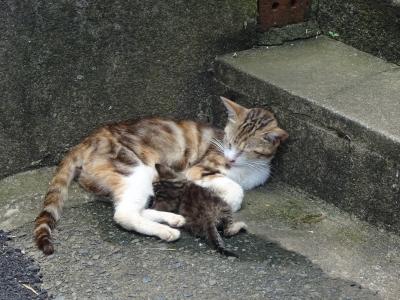 出張ついでに　世界6大猫スポット相島へ