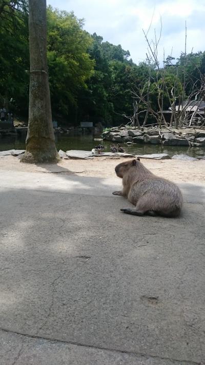 201807,夏休みふるさと納税でpeach(2),庶民の格安家族旅行,長崎バイオパークでカピバラに悶絶！