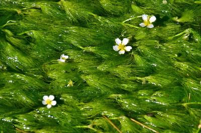 2018　夏の涼しさを求めて・治左川（福井）と地蔵川（滋賀）との梅花藻