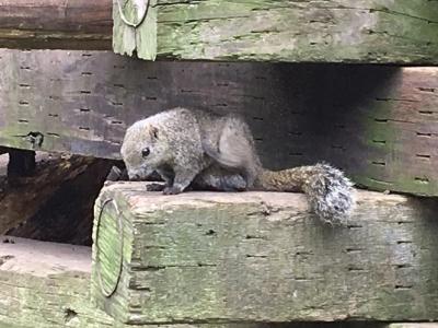 町田リス園に行ってきた。』町田(東京)の旅行記・ブログ by ミセスK
