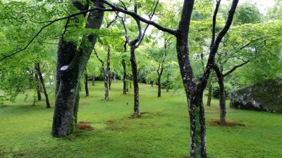 梅雨の箱根は緑に彩られていました