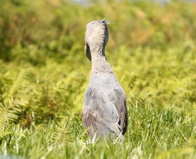 2018 カンパラ→ ・・・ その3 ~ ハシビロコウに会いたい♪♪♪