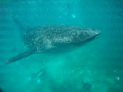 野生のジンベエザメに会いにセブ島へ