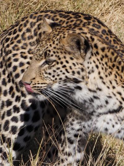 水の楽園オカバンゴの動物たち。その３