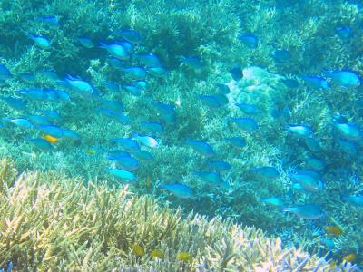 イリオモテ2018　島遊び　その３　サンゴの海に漂う
