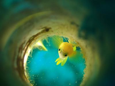 夏の石垣島ダイビング2018