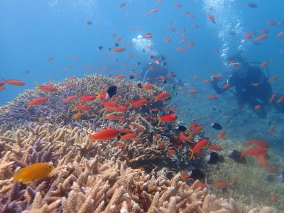 真夏の石垣島（７）西表島ダイビング・アカネハナゴイ、キンギョハナダイの乱舞、乱舞、乱舞！