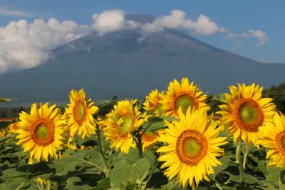 花の都公園と明野のひまわり