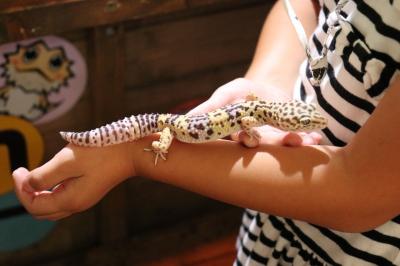 体感型動物園iZooで爬虫類と！小室山の恐竜と！触れ合う伊豆の旅♪