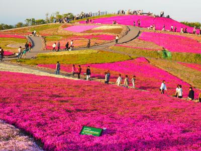 2018茶臼山芝桜鑑賞