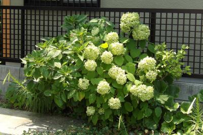 真夏に咲く紫陽花の花