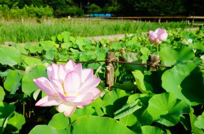 東京の自然～北山公園の蓮の花(2018年7月13日）