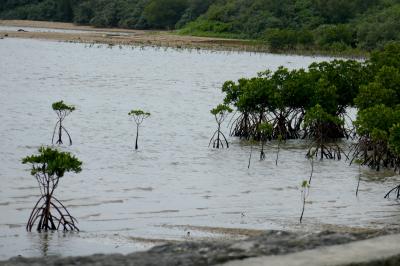 2018.7フィンランド人と一緒に西表・石垣旅行10-曇り時々雨の中石垣島をドライブ