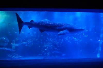 夏の北陸水族館めぐり最終日～花嫁のれん・気多大社・のとじま水族館編～