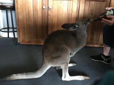 JAL特典航空券で行くメルボルン④☆牧場でのお泊まり&amp;野生のカンガルーにお乳をやってみた