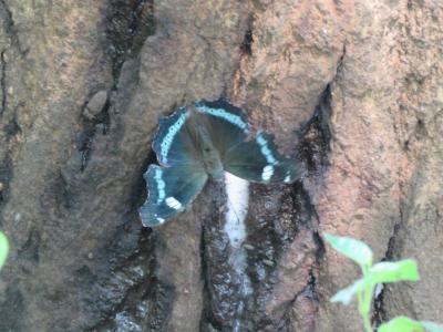 森のさんぽ道で見られた蝶⑰樹液に止まっているルリタテハを見ました　