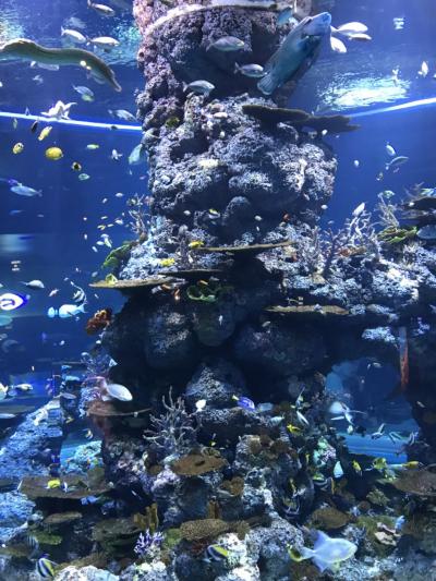 2歳8歳と行く夏休みシンガポール 前編