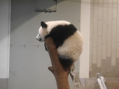 縄文―1万年の美の鼓動 東京国立博物館☆シャンシャン　上野動物園☆ホテルオークラ　ガーデンテラス