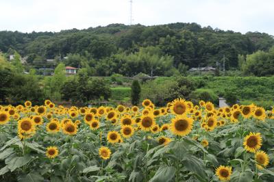 旅するイルカ♪　卵庵はしたま　と　上野（こうづけ）公園ひまわりへ