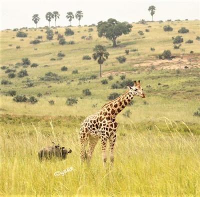 2018 カンパラ→マーチソンフォールズ国立公園→ ・・・ その5 ~ もう1度ハシビロコウに会いたい!!