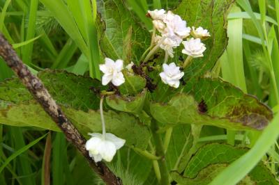 草に埋もれた紫陽花