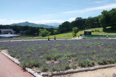 たんばらラベンダーパークに行ってきた