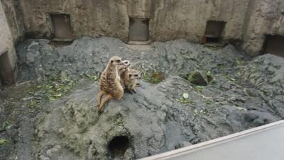 パクチーぼうず　ガオガオの旅　&#12316;富士サファリパーク&#12316;