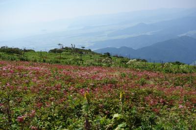 夏の伊吹山で花を楽しむお手軽ハイク