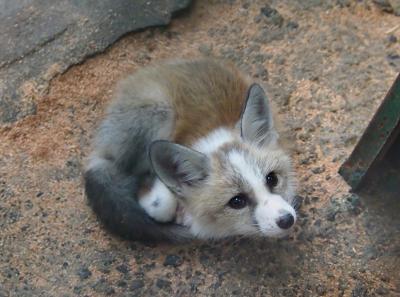 宮城蔵王でキツネが間近に見られる「蔵王キツネ村」へ行ってみました