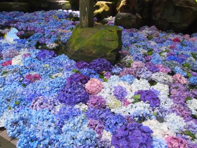 茨城方面へドライブ、最初に寄った雨引観音のあじさい祭りの池に浮かばせた紫陽花が素敵でした