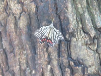 森のさんぽ道で見られた蝶⑲アカボシゴマダラの棲息